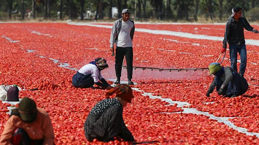 Torbalı ovası kırmızıya büründü! Kırmızı altın hasadında güneş altında zamanla yarış başladı