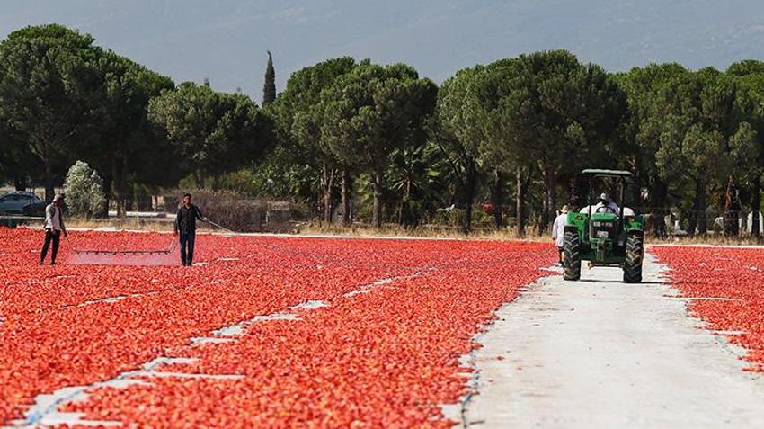 Torbalı ovası kırmızıya büründü! Kırmızı altın hasadında güneş altında zamanla yarış başladı