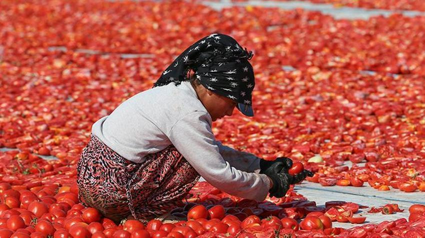 Torbalı ovası kırmızıya büründü! Kırmızı altın hasadında güneş altında zamanla yarış başladı
