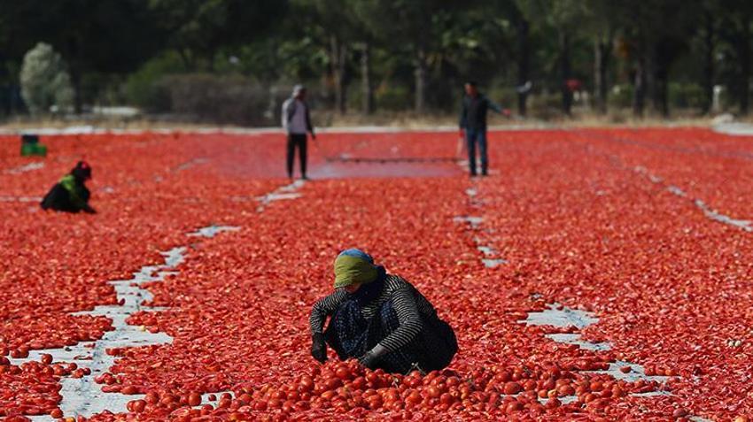 Torbalı ovası kırmızıya büründü! Kırmızı altın hasadında güneş altında zamanla yarış başladı