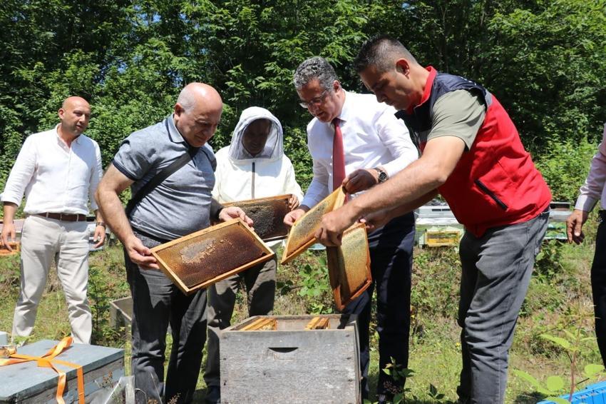 Samsun'un en önemli doğal zenginliklerinden coğrafi işaretli Salıpazarı kestane balında hasat başladı
