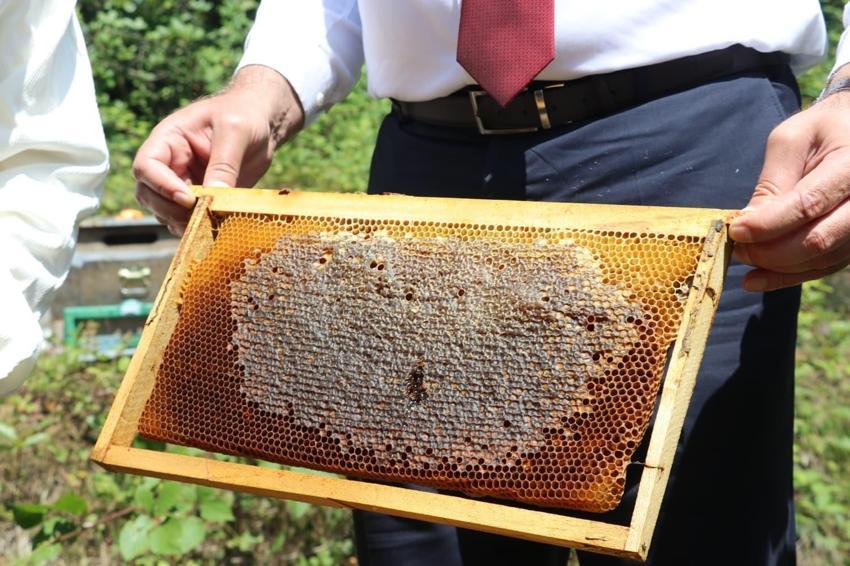 Samsun'un en önemli doğal zenginliklerinden coğrafi işaretli Salıpazarı kestane balında hasat başladı