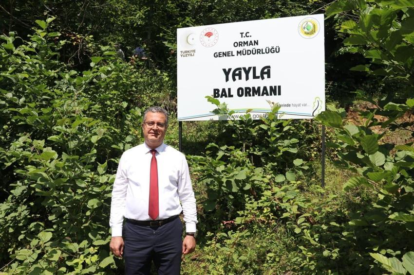 Samsun'un en önemli doğal zenginliklerinden coğrafi işaretli Salıpazarı kestane balında hasat başladı