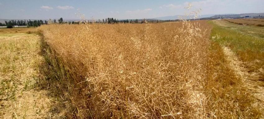 Çorum'da Tarım ve Orman Bakanlığınca planlı üretim kapsamına alınan kanolada ilk hasat gerçekleştirildi