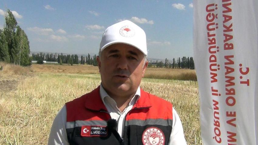 Çorum'da Tarım ve Orman Bakanlığınca planlı üretim kapsamına alınan kanolada ilk hasat gerçekleştirildi