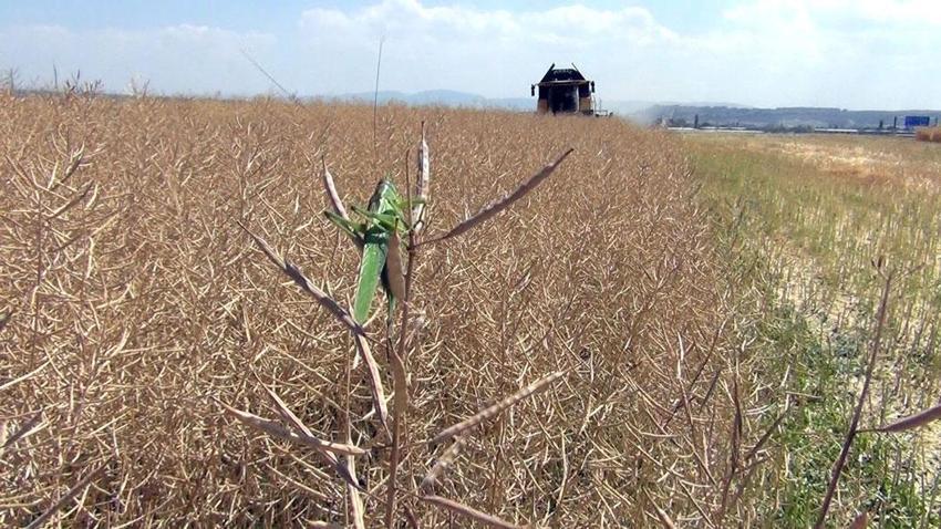 Çorum'da Tarım ve Orman Bakanlığınca planlı üretim kapsamına alınan kanolada ilk hasat gerçekleştirildi