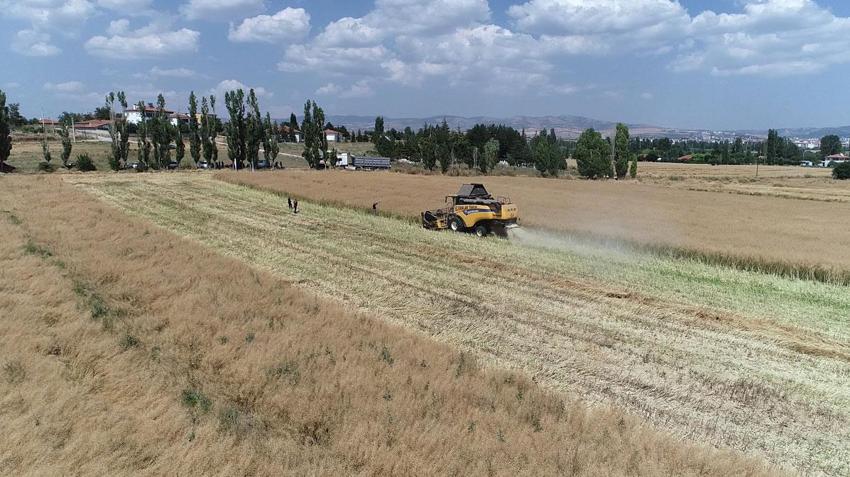 Çorum'da Tarım ve Orman Bakanlığınca planlı üretim kapsamına alınan kanolada ilk hasat gerçekleştirildi