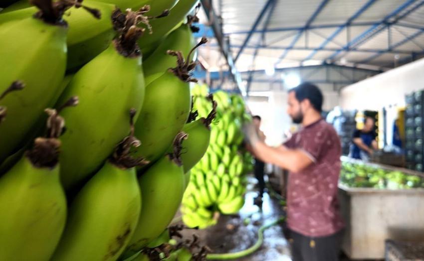 Bahçede fiyatı 25 TL'ye düştü! Marketteki fiyatı gören üretici isyan etti: "Yerlisini alın!"