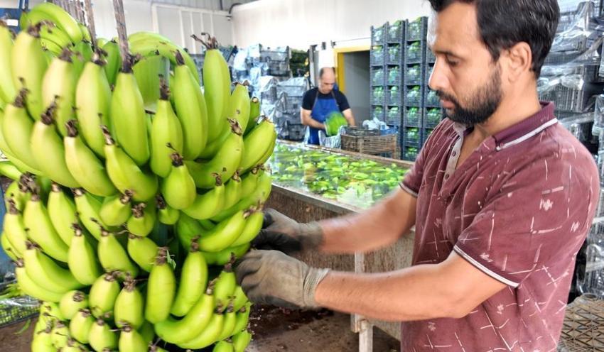 Bahçede fiyatı 25 TL'ye düştü! Marketteki fiyatı gören üretici isyan etti: "Yerlisini alın!"
