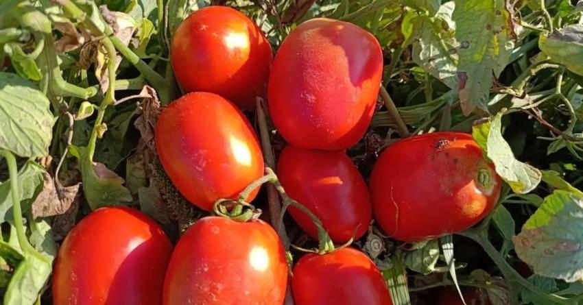 Aydın’da dev hasat başladı! Binlerce üretici tarlaya indi