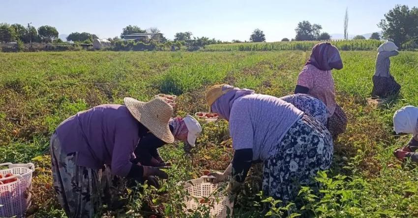 Aydın’da dev hasat başladı! Binlerce üretici tarlaya indi