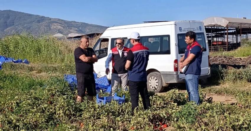 Aydın’da dev hasat başladı! Binlerce üretici tarlaya indi