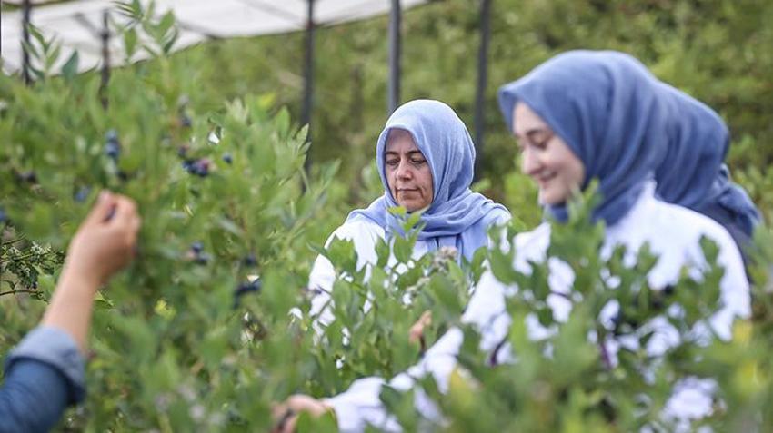 Bursalı 18 kadın üretiyor, İngiltere'den sipariş yağıyor! 850 metre rakımda dev başarı