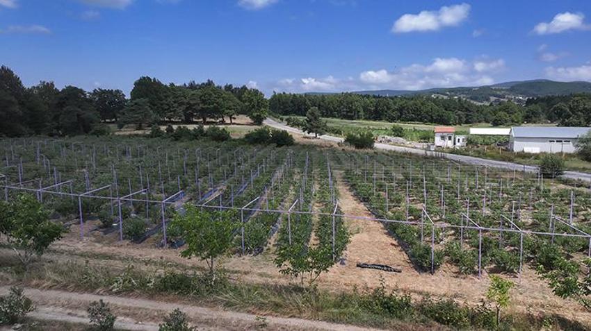 Bursalı 18 kadın üretiyor, İngiltere'den sipariş yağıyor! 850 metre rakımda dev başarı