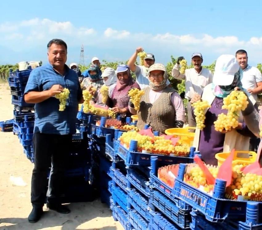 Manisa'da üzüm ihracatı başladı! İlk tırlar yarın yola çıkıyor: Yurt dışından talep yağıyor
