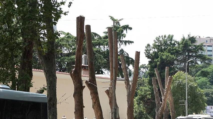 Dolmabahçe ve Çırağan'ın asırlık çınarlarında kanser alarmı: Tedavisi mümkün değil!