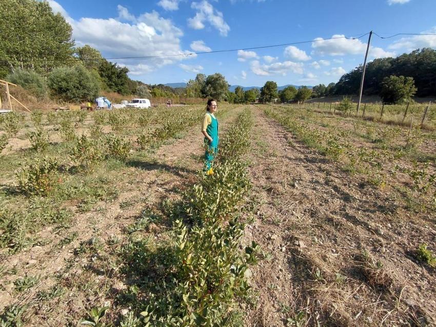 Bolu’da 5 yıl önce 3 bin 500 kök dikti, şimdi ilk hasadı bekliyor: Kilosu 750 liraya kadar çıkıyor