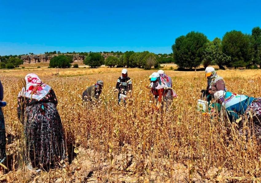 İlaç sektörünün en kritik ham maddesi Afyonkarahisar'da yetişiyor! Ağustos ayı gelmeden bitecek, hazırlıklar tam gaz sürüyor