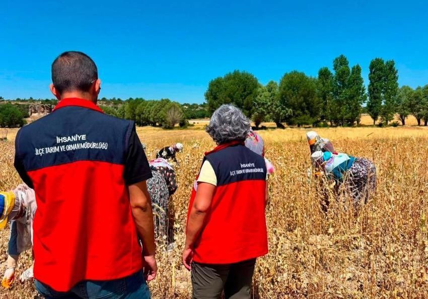 İlaç sektörünün en kritik ham maddesi Afyonkarahisar'da yetişiyor! Ağustos ayı gelmeden bitecek, hazırlıklar tam gaz sürüyor