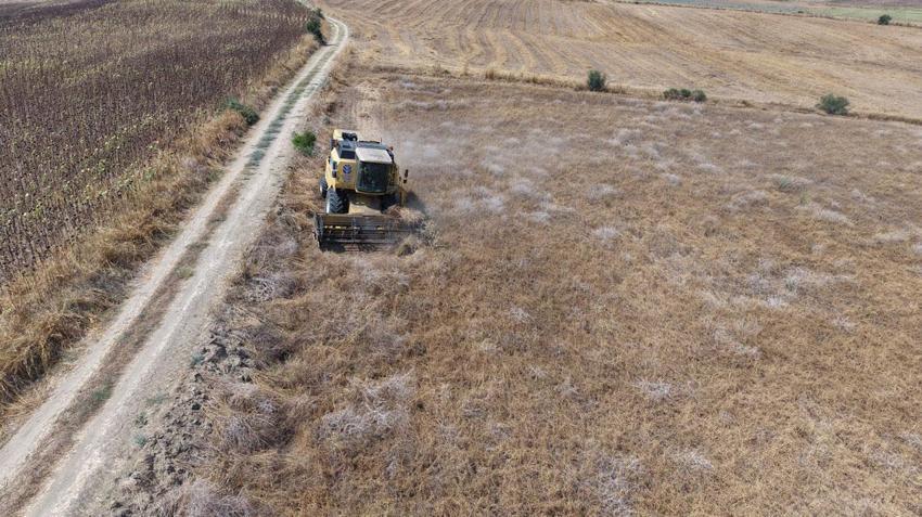 Kozan'da nohut hasadı başladı: Tarlada kilogramı 30-35 liradan alıcı buluyor