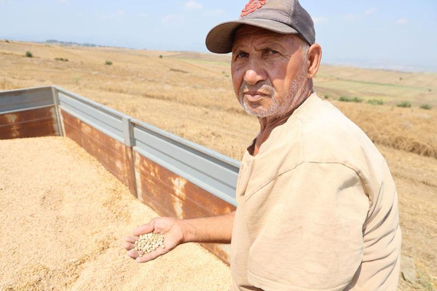 Kozan'da nohut hasadı başladı: Tarlada kilogramı 30-35 liradan alıcı buluyor