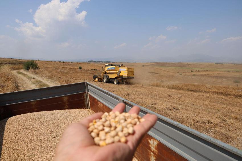 Kozan'da nohut hasadı başladı: Tarlada kilogramı 30-35 liradan alıcı buluyor