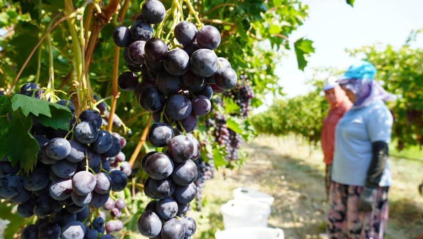Türkiye'nin çekirdeksiz üzüm üretim üssü Manisa'da 2026 yılı yaş üzüm hasadı başladı