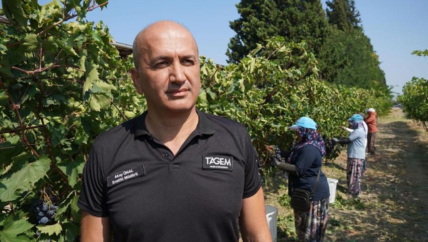 Türkiye'nin çekirdeksiz üzüm üretim üssü Manisa'da 2026 yılı yaş üzüm hasadı başladı