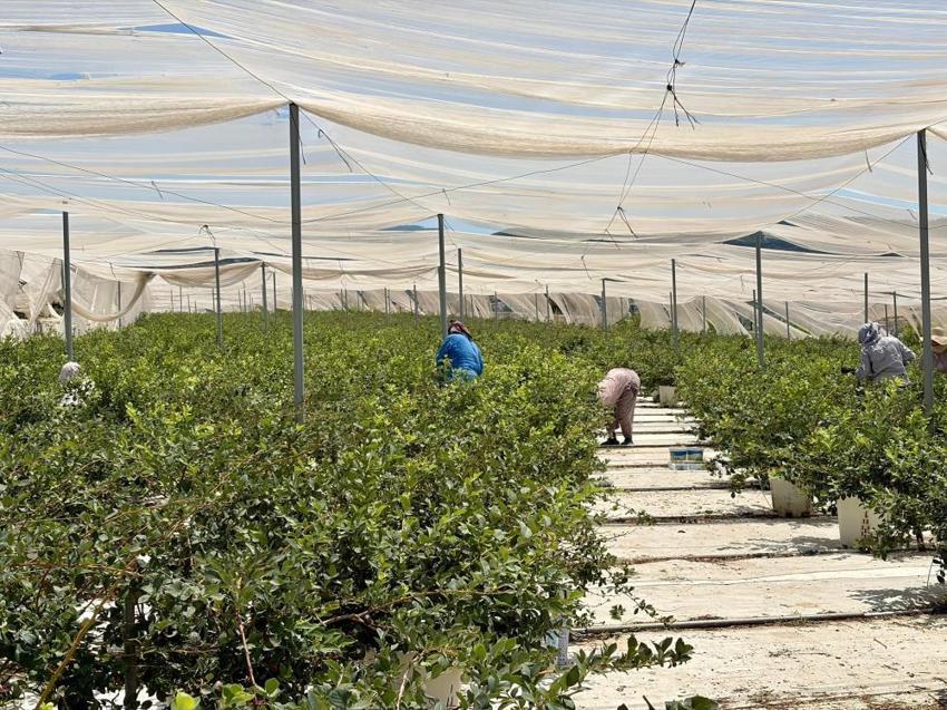 Yurt dışındaki işini bırakıp İzmir'e yerleştiler! Boş araziyi üretim üssüne çevirip servet değerinde ürün yetiştiriyorlar