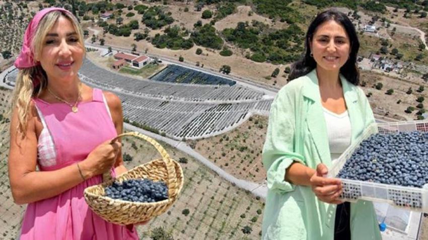 Yurt dışındaki işini bırakıp İzmir'e yerleştiler! Boş araziyi üretim üssüne çevirip servet değerinde ürün yetiştiriyorlar