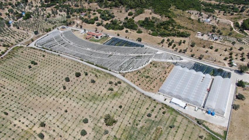 Yurt dışındaki işini bırakıp İzmir'e yerleştiler! Boş araziyi üretim üssüne çevirip servet değerinde ürün yetiştiriyorlar