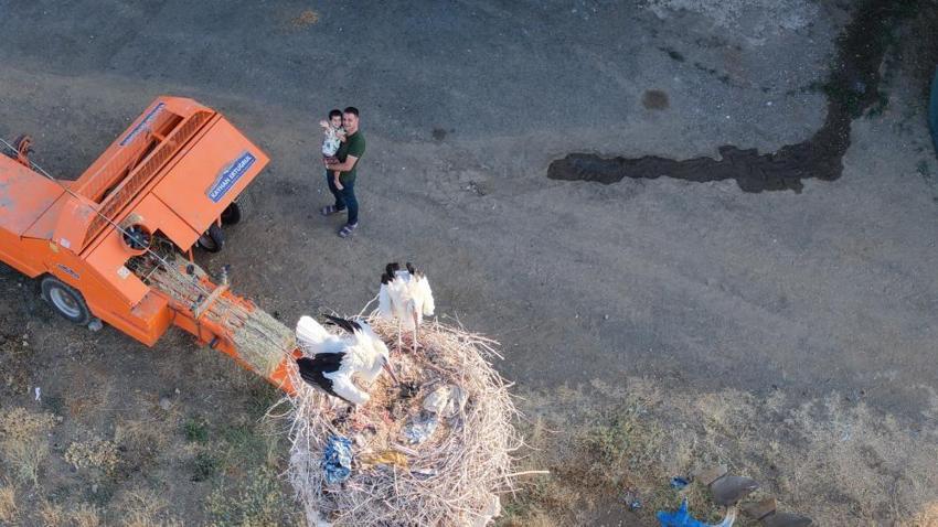 Elazığ'da veda zamanı yaklaşıyor! Leylek yavruları büyüdü, büyük göç öncesi hazırlıklar başladı