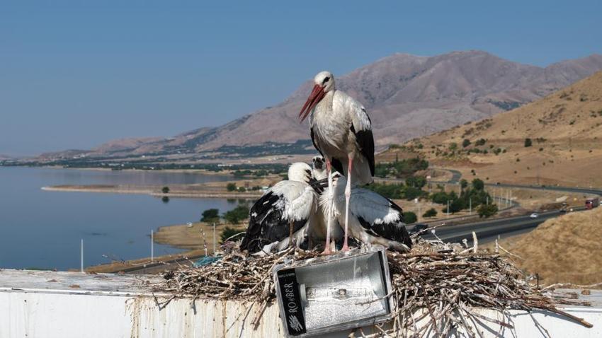 Elazığ'da veda zamanı yaklaşıyor! Leylek yavruları büyüdü, büyük göç öncesi hazırlıklar başladı