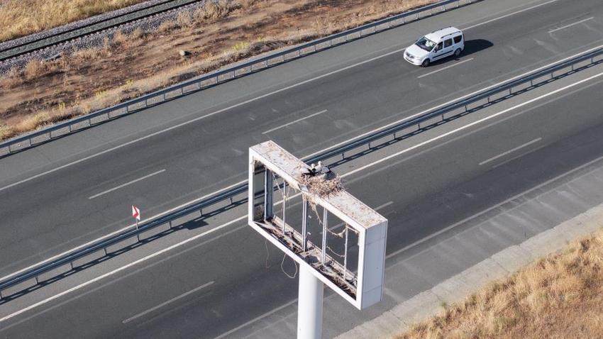 Elazığ'da veda zamanı yaklaşıyor! Leylek yavruları büyüdü, büyük göç öncesi hazırlıklar başladı