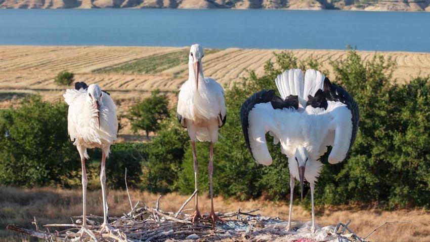 Elazığ'da veda zamanı yaklaşıyor! Leylek yavruları büyüdü, büyük göç öncesi hazırlıklar başladı