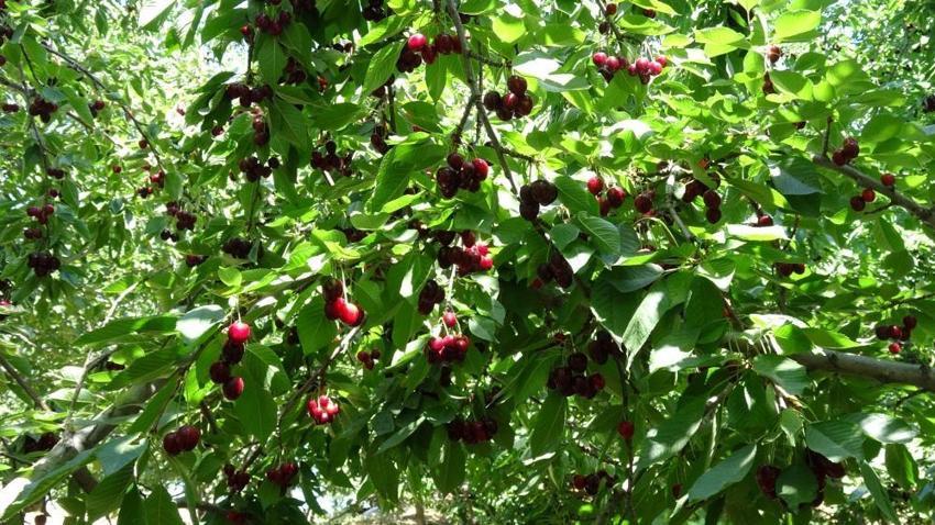 Kilosu 150 TL'yi gördü! Dalından kapış kapış gidiyor: Rekolte üreticiyi sevindirdi