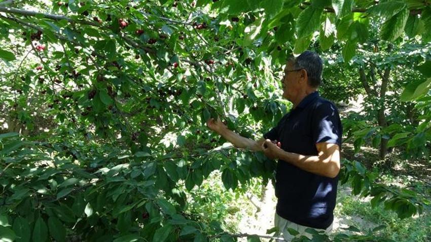 Kilosu 150 TL'yi gördü! Dalından kapış kapış gidiyor: Rekolte üreticiyi sevindirdi