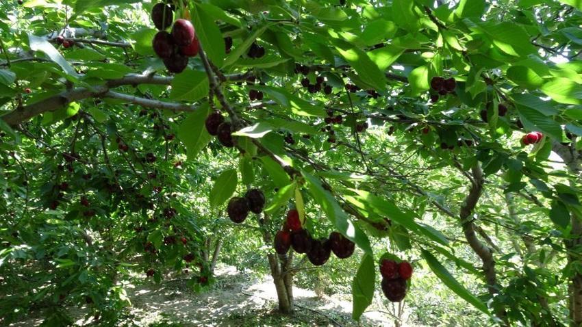 Kilosu 150 TL'yi gördü! Dalından kapış kapış gidiyor: Rekolte üreticiyi sevindirdi