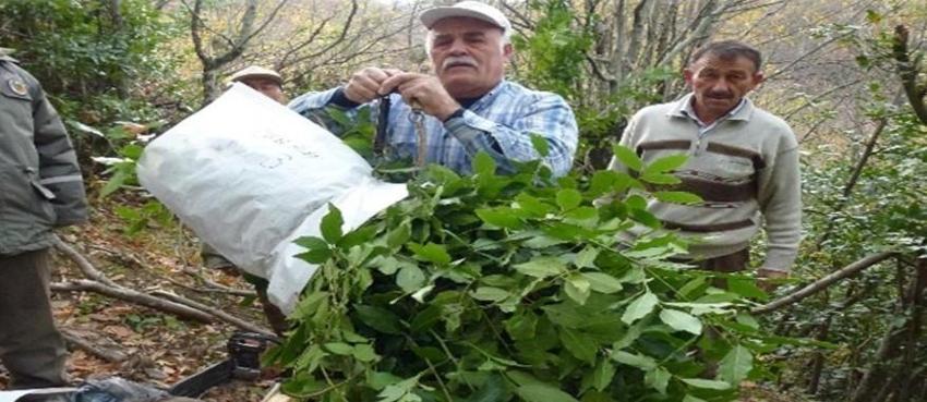 Doğadan toplayıp milyonlar kazandılar! Samsun'da köylülerin yeni gelir kapısı oldu