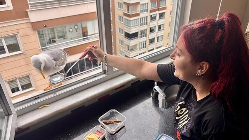 Karadeniz'de korkutan ekolojik tehlike! Ötücü kuşları yutmaya başladılar! Nüfusu patladı, uzmanlar alarm verdi: 'Sakın sokakta beslemeyin, avlanması gerekebilir'