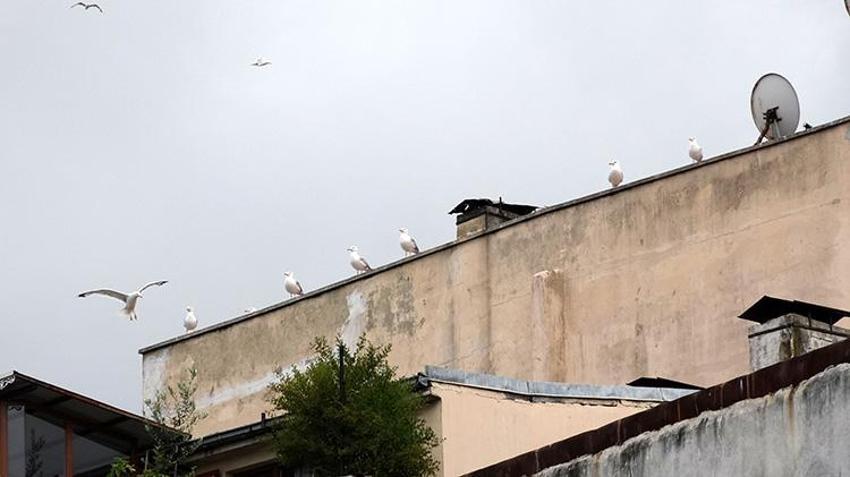 Karadeniz'de korkutan ekolojik tehlike! Ötücü kuşları yutmaya başladılar! Nüfusu patladı, uzmanlar alarm verdi: 'Sakın sokakta beslemeyin, avlanması gerekebilir'