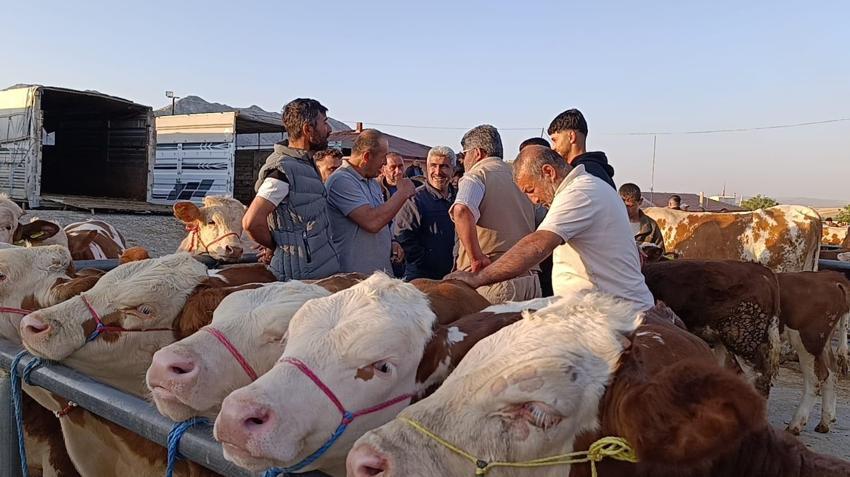 Fiyatlar düşüşte! Hayvan besicileri: Tam alım zamanı, fiyatlar 10-15 bin lira geri çekildi