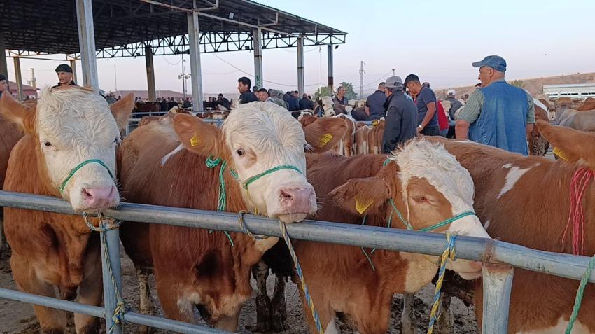 Fiyatlar düşüşte! Hayvan besicileri: Tam alım zamanı, fiyatlar 10-15 bin lira geri çekildi