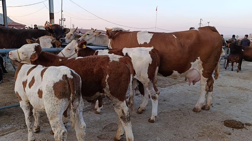 Fiyatlar düşüşte! Hayvan besicileri: Tam alım zamanı, fiyatlar 10-15 bin lira geri çekildi
