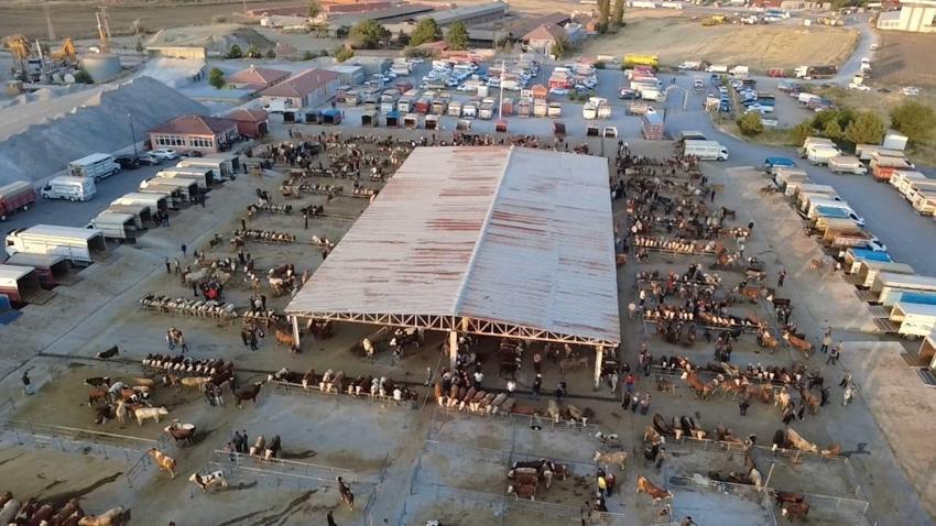 Fiyatlar düşüşte! Hayvan besicileri: Tam alım zamanı, fiyatlar 10-15 bin lira geri çekildi