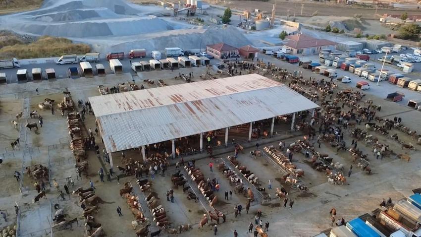 Fiyatlar düşüşte! Hayvan besicileri: Tam alım zamanı, fiyatlar 10-15 bin lira geri çekildi