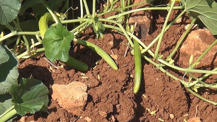 Midyat'ta kadınlar güçlerini birleştirdi: El emeği turşuları üretip yurdun dört bir yanına gönderiyorlar