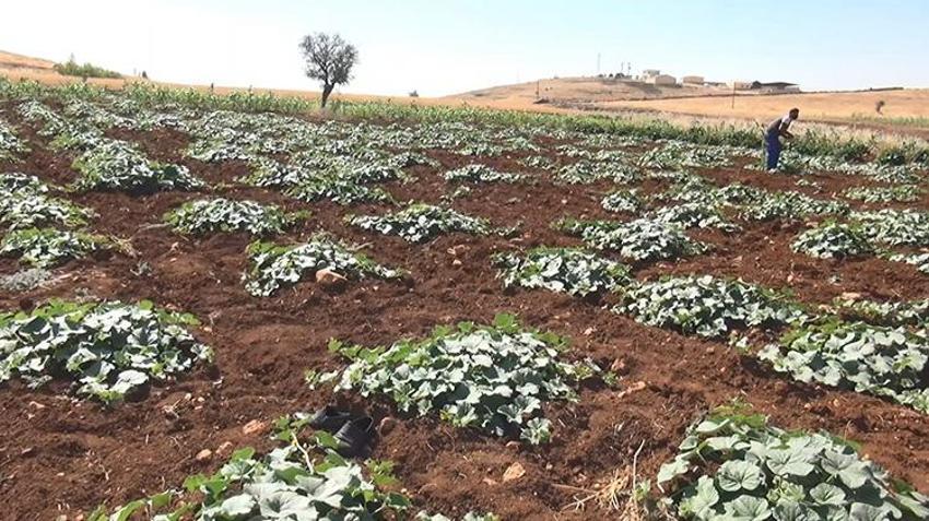 Midyat'ta kadınlar güçlerini birleştirdi: El emeği turşuları üretip yurdun dört bir yanına gönderiyorlar