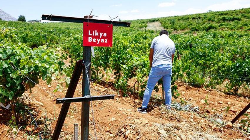 Çobanın yardımıyla buldu; Altın gibi değer verdi! Bahçesinde bereket kaynağı oldu