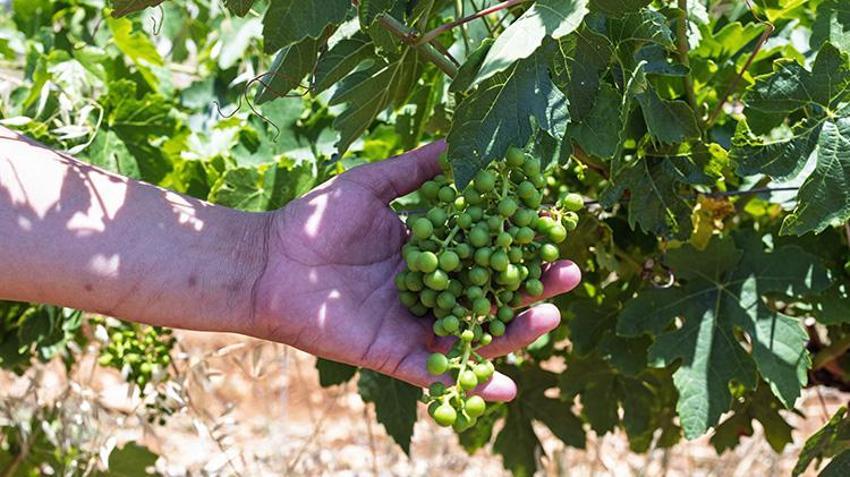 Çobanın yardımıyla buldu; Altın gibi değer verdi! Bahçesinde bereket kaynağı oldu